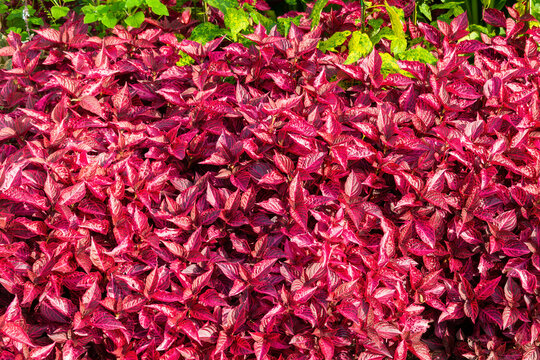 Iresine herbstii 'Brilliantissima' a red leaf shrub flowering foliage plant commonly known as Bloodleaf, stock photo image