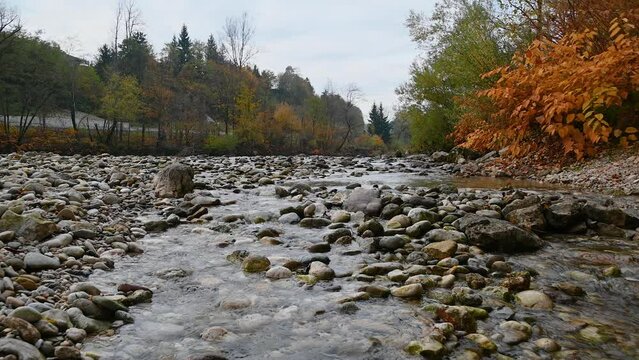 Small stream flowing downstream in pristine nature. River bank is covered with colorful trees. Autumn or fall season. Rocky shore. Static shot, real time, low angle