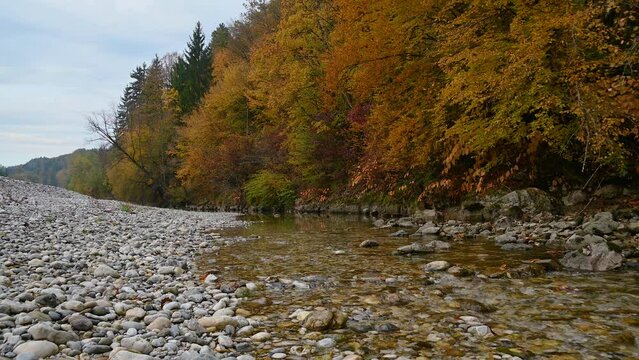 Small stream flowing downstream in pristine nature. River bank is covered with colorful leaves. Autumn or fall season. Rocky shore. Static shot, real time, low angle