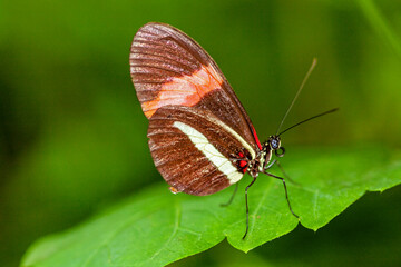 Obraz na płótnie Canvas Papillon Heliconius erato phyllis sur une feuille