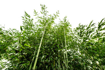 Young fresh growing bamboo trees in a park, Asian style decoration in a zoo. Rapid organic growth concept