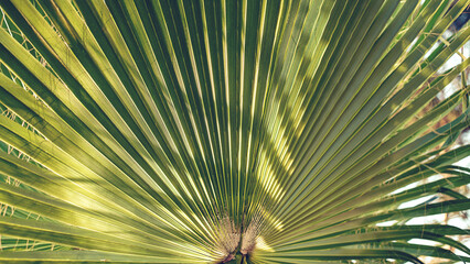 Obraz premium Big palm tree leaf illuminate with bright sunlight through striped texture. Tropical nature plants view.