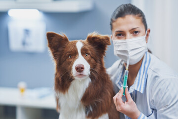 Brown Border Collie dog during visit in vet