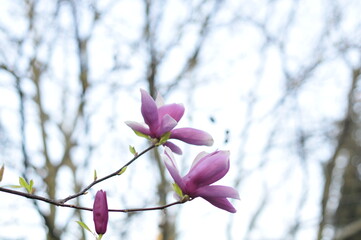 magnolia flowers 27