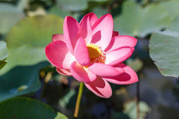 Fototapeta premium Pink lotus blossom close-up. Water lily flowers blooming on pond