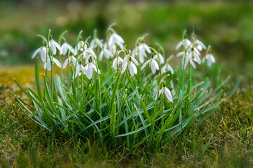 First beautiful snowdrops in spring. First spring flowers, snowdrops in garden, sunlight. Common snowdrop blooming. Galanthus nivalis flowers.