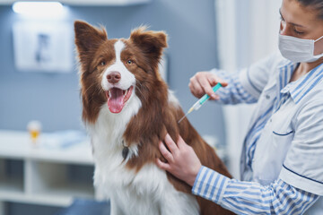 Brown Border Collie dog during visit in vet - 489833270