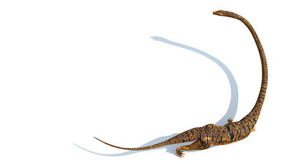 Tanystropheus, extinct reptile from the Middle to Late Triassic epochs, isolated with empty space on white background, top view - obrazy, fototapety, plakaty