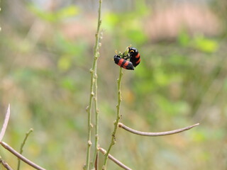 two ladybugs on a blade of grass