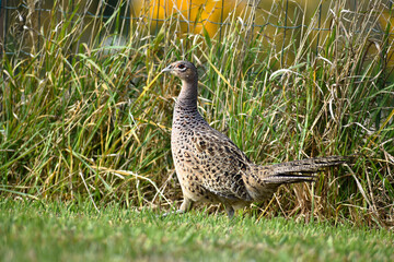 Pheasant female walking on a grass field. Profile view, phasianus colchicus