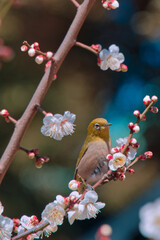 春の野鳥