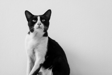 black and white cat photo, young cat sitting in white room looking up, black and white cat portrait, copy space