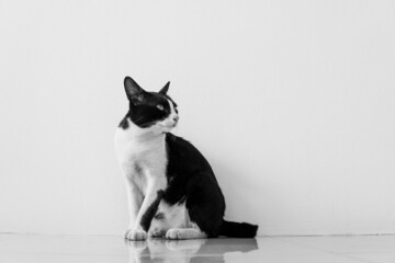 black and white cat photo, young cat sitting in white room looking up, black and white cat...