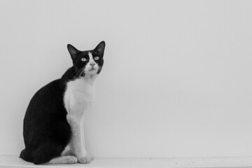 black and white cat photo, young cat sitting in white room looking up, black and white cat...