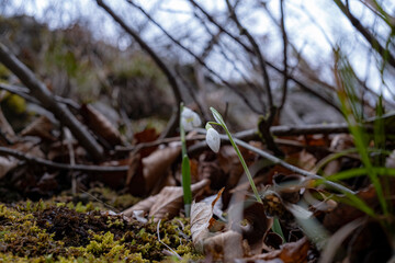 spring forest flowers appeared in the forest and central Croatia