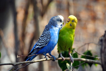 bird pair