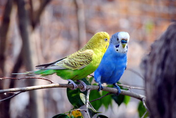 blue and yellow macaw