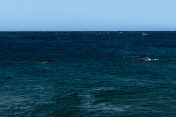 Obraz premium swimmers