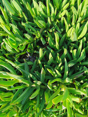 Fototapeta premium Floral background. Green plants with thick, elongated leaves in the sun.