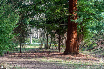 Sequoia Sempervirens tree in a parkland setting