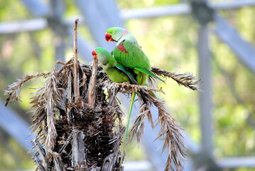 parrot on branch © Ashish . B . Bade
