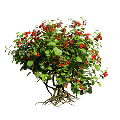 berry bush with roots, isolated on white background © dottedyeti
