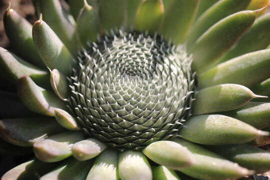 Rojnikowiec mongolski Orostachys mongolei suculent