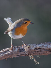 small bird on a beautiful blurred background