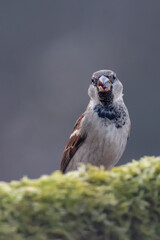 small bird on a beautiful blurred background