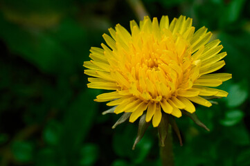 yellow flower of a dandelion