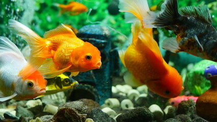 goldfish swimming in the aquarium with clear water, looks very beautiful
