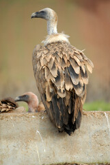 vultures in the midden feed on dead animals