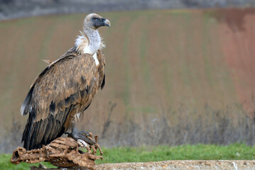 vultures in the midden feed on dead animals