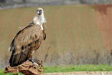 vultures in the midden feed on dead animals