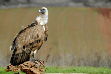 vultures in the midden feed on dead animals