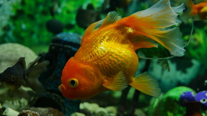 goldfish swimming in the aquarium with clear water, looks very beautiful
