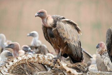 Buitres leonados en campos de castila y leon. España