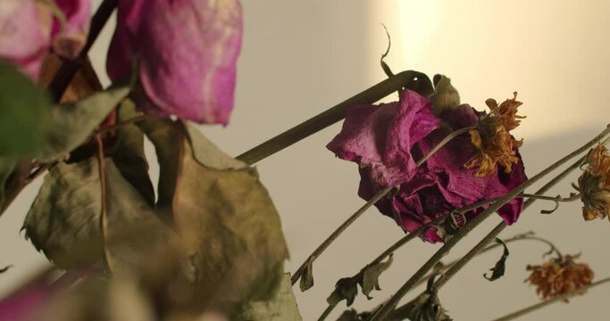 Wilting and decaying red roses with a sad feel, slowly panning downwards.
