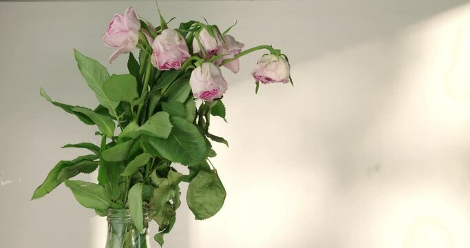 Sad lonely pink roses wilting and dying in a vase, sunlight behind.