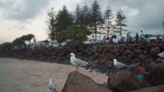 Seagulls in Byron Bay at the beach  in slow motion