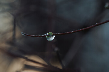 Frozen water drop
