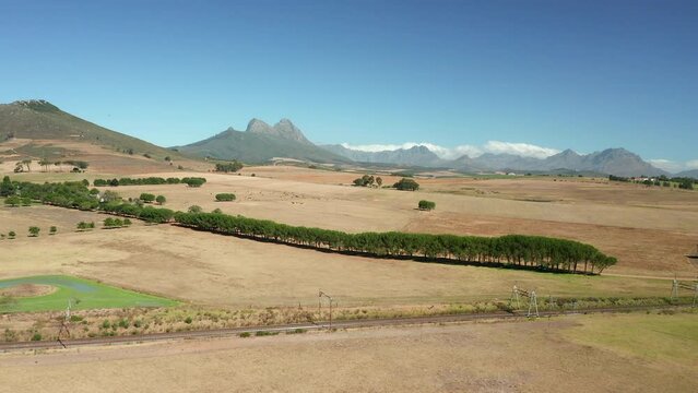 Rows Of Trees Planted On Vast Landscape In Stellenbosch, South Africa Near Wine Estate. Simonsberg Nature Reserve In Background. wide aerial