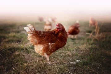 Foto auf Acrylglas happy free range chicken in the meadow © Jacqueline Anders
