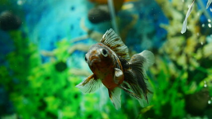 goldfish swimming in the aquarium with clear water, looks very beautiful
