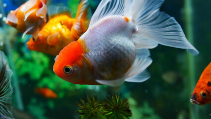 goldfish swimming in the aquarium with clear water, looks very beautiful
