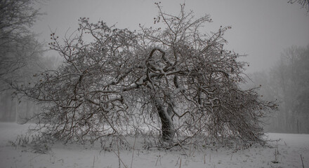 tree in the snow