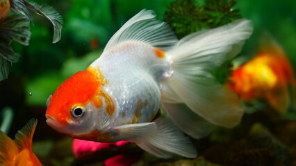 goldfish swimming in the aquarium with clear water, looks very beautiful
