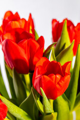 Naklejka premium tulips flowers background