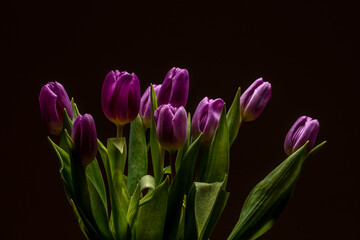 tulips flowers background