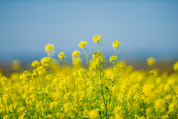 Pflanzen im Frühling